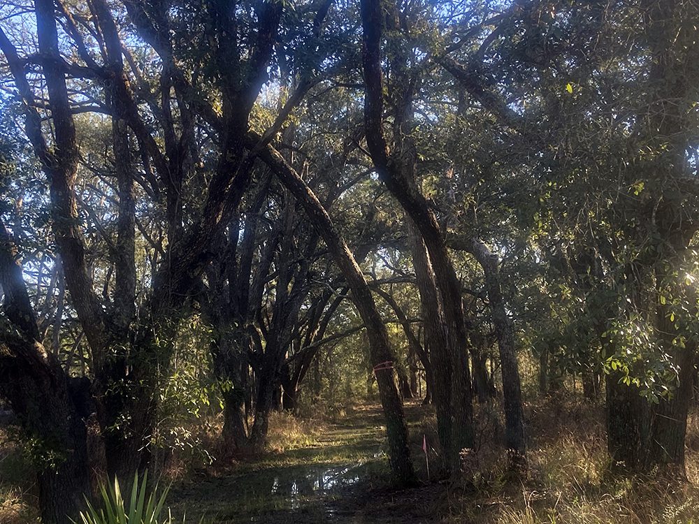 Lot 1032, Audubon Oaks Neighborhood Bedico Creek Preserve